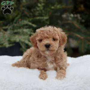 Goldie F1B, Mini Goldendoodle Puppy